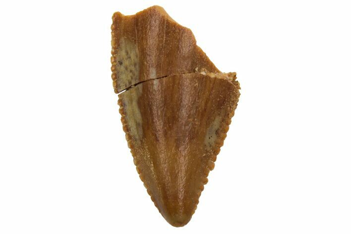 Serrated, Raptor Tooth Tip - Real Dinosaur Tooth #230823